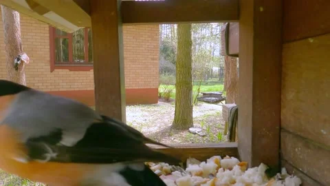 Bird feeder hidden camera shooting Stock-Footage 202141936