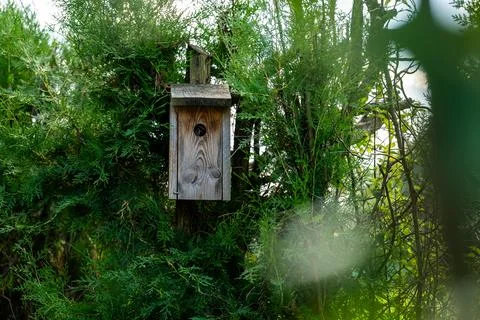 Bird feeder hidden deep in a coniferous bush protecting smaller birds Foto stock