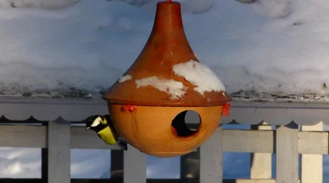 Bird feeder house Tit mice bird eating in window Stock Footage