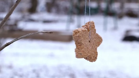 Bird feeder made of a grain mixture in the shape of a star hanging on a tree in Stock Footage 319077363