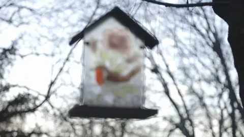 Bird Feeder Outdoors Rack Focus Stock Footage 84999501