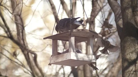 Bird Feeder to Park Stock Footage 49410486