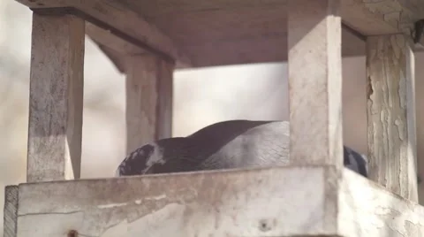 Bird Feeder To Park Stock Footage 49410504