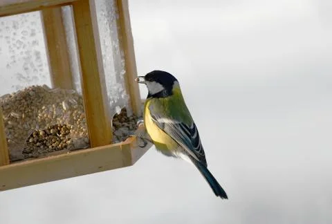 Bird feeder Stock Photos