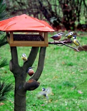 Bird feeder Stock Photos
