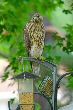 Bird Feeder? Stockfoto's