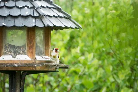 Bird at the feeder Stock Photos