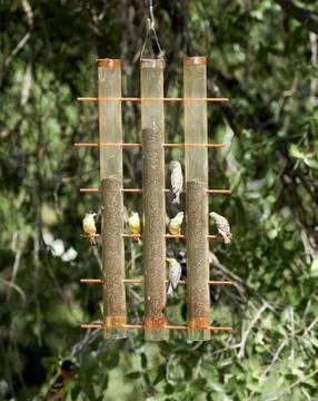 Bird Feeder Foto stock
