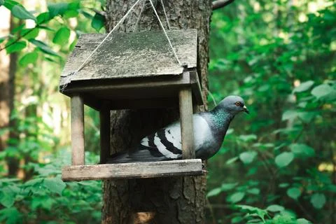 Bird feeder Stock Photos