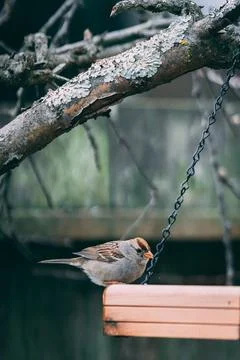 Bird In Feeder Stock Photos