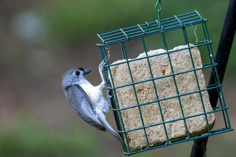 Bird on a feeder Stock Photos