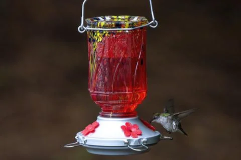 Bird at a Feeder Stock Photos