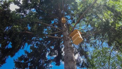 Bird feeder on a pine tree, against a blue sky background Stock Photos