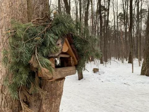 The bird feeder on the pine tree. In winter. Stock Photos