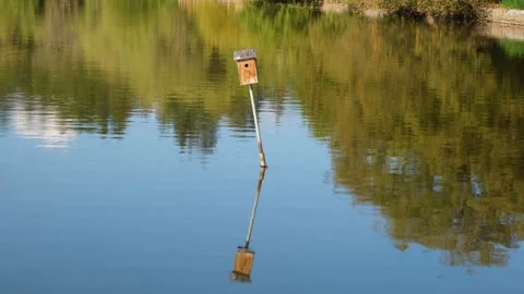Bird feeder in the pond. Tranquil scene on lake. Reflections on water Stock Footage 253533097