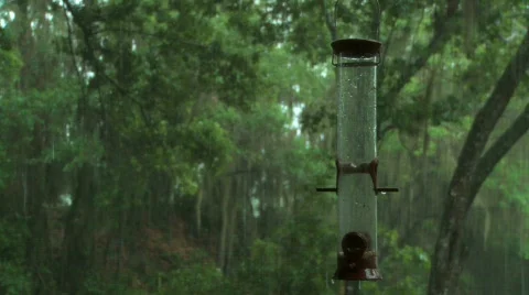 Bird Feeder in the Rain Stock Footage 357135
