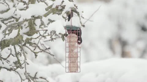 Bird feeder in the snow Stock Footage 20468492