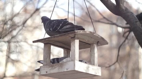 Bird Feeder, Spring Stock Footage 49410512