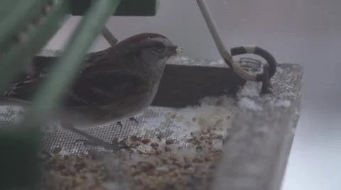 Bird Feeder Super Slow Motion Stock Footage 33987173