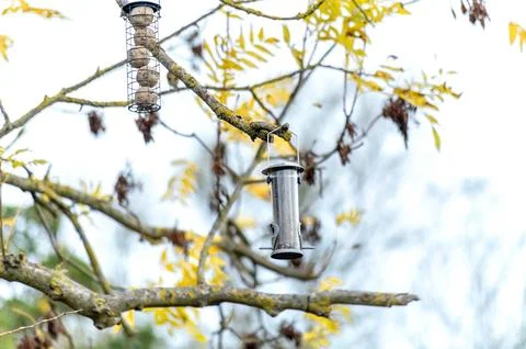 Bird feeder on tree branch. Stock Photos
