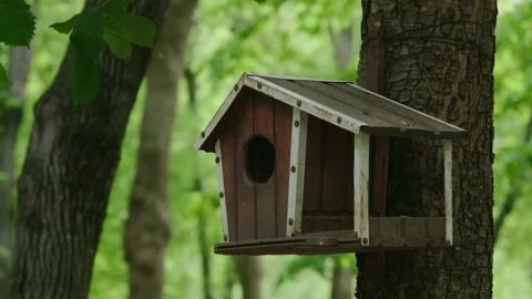 Bird feeder on a tree Stock Footage 194115486
