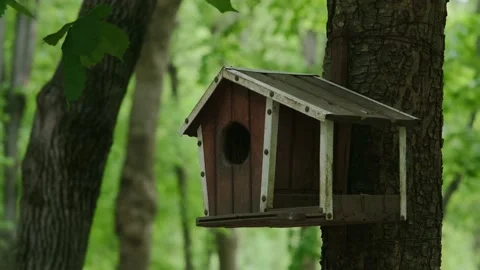 Bird feeder on a tree Stock Footage 194115549