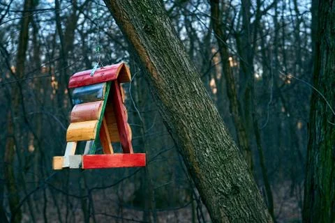 Bird feeder on a tree in the forest Stock Photos