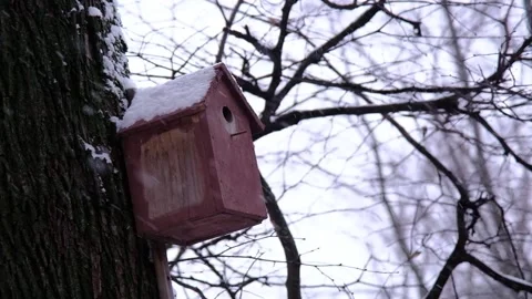 A bird feeder on a tree on an overcast winter day in a snowfall outdoors Stock Footage 150665394