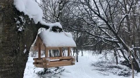 Bird feeder on the tree in winter Stock Footage 148421712