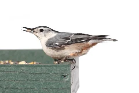 Bird on a feeder on white Stock Photos