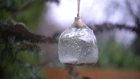 Bird feeder on window in natural environment. Stock Footage 334005243