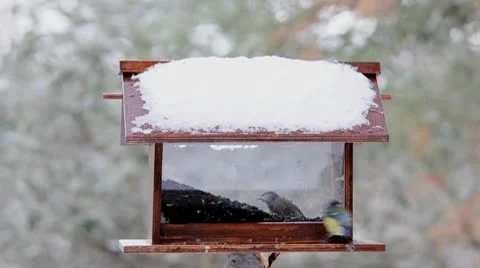 Bird Feeder in winter Stock Footage 10764708