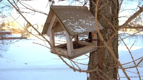 Bird feeder in winter Stock Footage 86390003