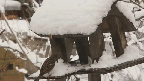 Bird feeder in winter Stock-Footage 104719328