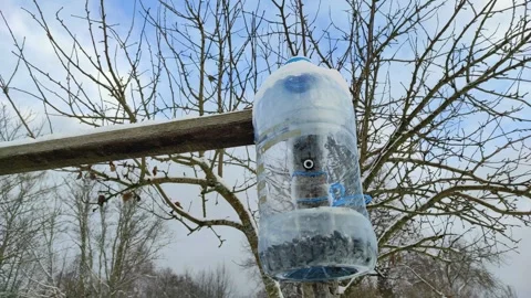 Bird feeder, winter Stock-Footage 296908876