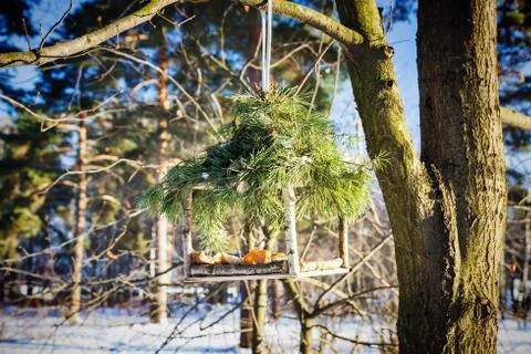 Bird feeder in winter Stock Photos