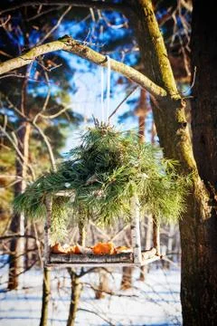 Bird feeder in winter Stock Photos