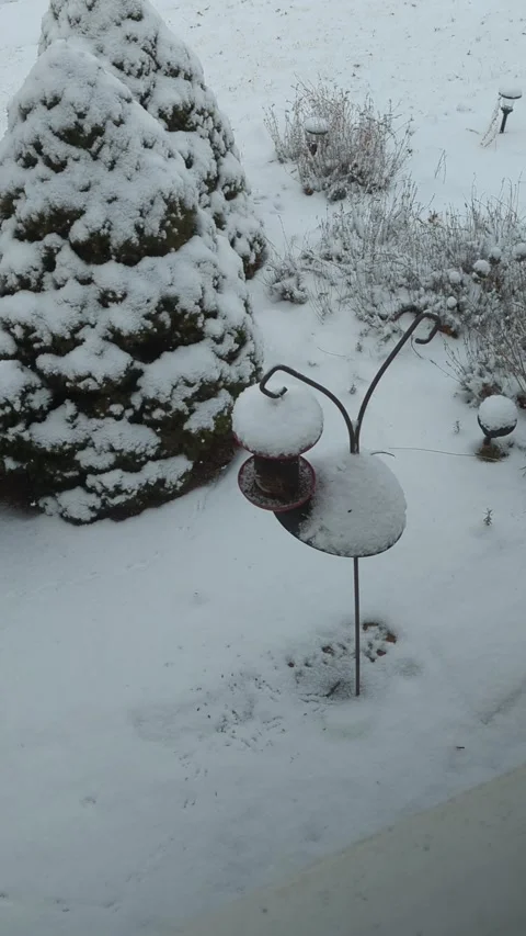 Bird feeder in the winter snow with bushed in the background Stock Footage 294260444