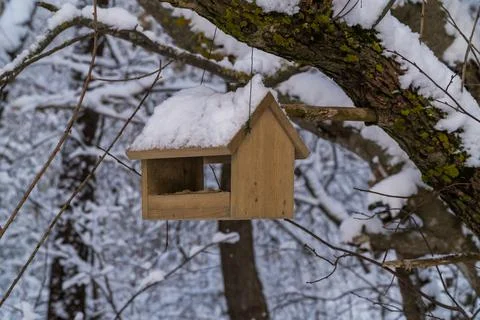 A bird feeder in a winter snow-covered forest. Stock Photos