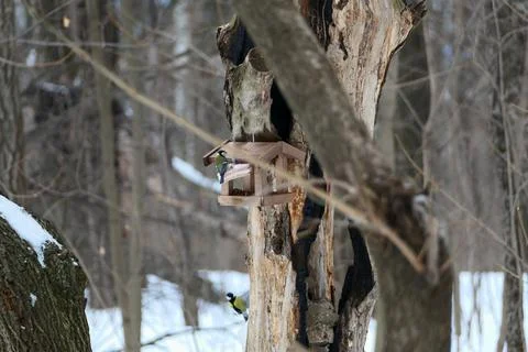 Bird feeder in winter on a tree. Wintering birds in the woods or in the park. Stock Photos