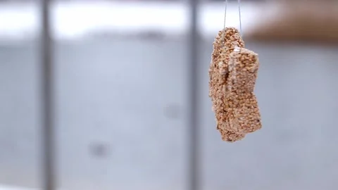 Bird feeder in winter.Handmade bird feeder made of grains.Bird feeder on tree br Stock Footage 301628557