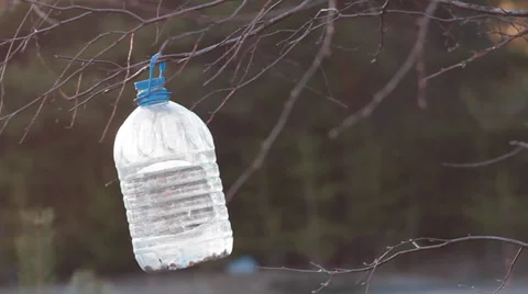 Bird Feeders Stock Footage 37752280