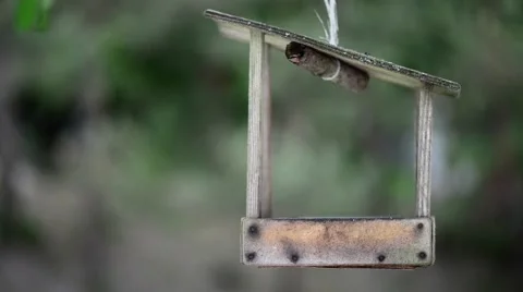 Bird feeders Stock Footage 53870902