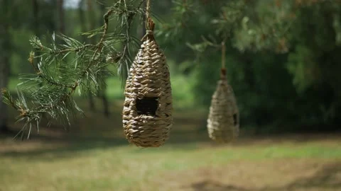 Bird feeders 動画素材 200516262
