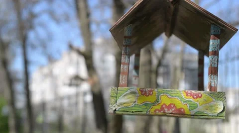 Bird feeders hanging on the tree Stock Footage 49458594