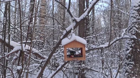 Bird feeders on tree branches. Video stock 168104099