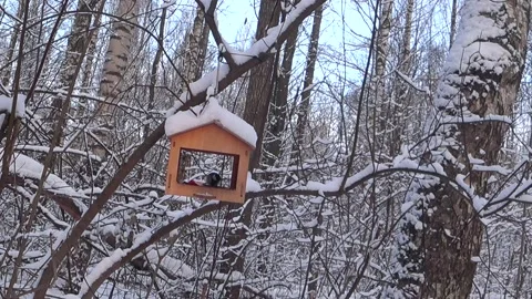 Bird feeders on tree branches. Video stock 168104156