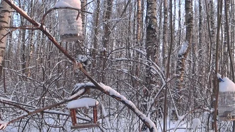 Bird feeders on tree branches. Video stock 168104224