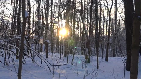 Bird feeders on tree branches. Video stock 168104290