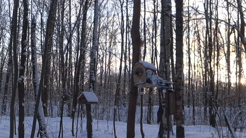 Bird feeders on tree branches. Video stock 168104298